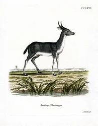 Bohor Reedbuck (színes metszet)