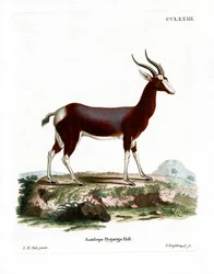 Bontebok (színes gravírozás)