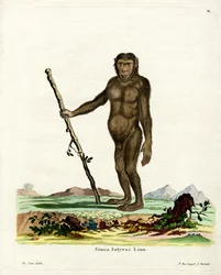 Bornean Orang-Outang (színes metszet)