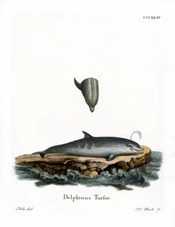 Palackorrú delfin (színes metszet)