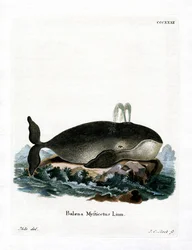 Bowhead Whale (színes metszet)