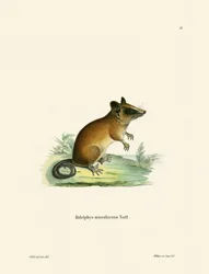 Brazil Gracile Mouse Opossum (színes metszet)