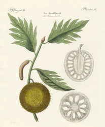 Kenyérgyümölcs