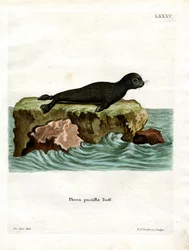 Barna szőrpecsét (színes gravírozás)