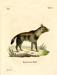 Barna hiéna (színes metszet)