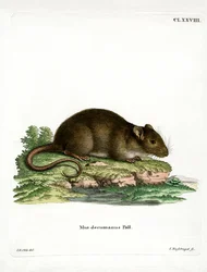 Barna Patkány (színes gravírozás)