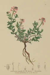 Burnt Candytuft (Aethionema saxatile, Thlaspi saxatile)