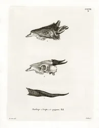 Bushbuck Horns (színes metszet)