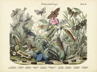 Pillangók, 1860 körül