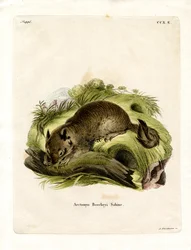 California Ground Squirrel (színes metszet)