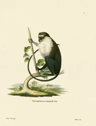 Campbell Mona majom