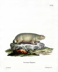 Kanadai mormota (színes metszet)