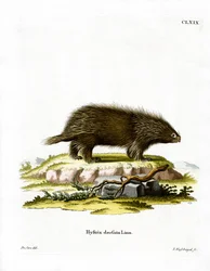 Kanadai porcupine (színes metszet)