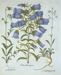Canterbury Bells, White Bladder Campion, Nottingham Catchfly, Hortus Eystettensis, Basil Besler (1561-1629), pub. 1613 (kézzel színezett metszet)