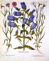 Canterburyi harangvirágok és konkolyok, a Hortus Eystettensis című műből, Basil Beslertől (1561-1629), megjelent 1613-ban