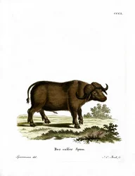 Cape Buffalo (színes metszet)
