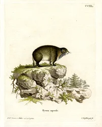 Cape Hyrax (színes metszet)