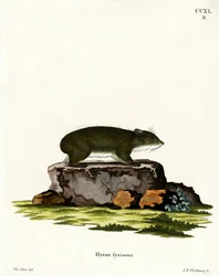 Cape Hyrax (színes metszet)