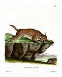 Caracal (színes metszet)