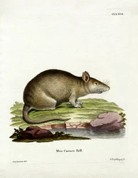 Caraco (színes metszet)
