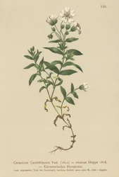 Karintiai egérfül (Cerastium Carinthiacum, Cerastium ovatum)