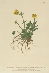 Karintiai boglárka (Ranunculus Carinthiacus, Ranunculus gracilis)