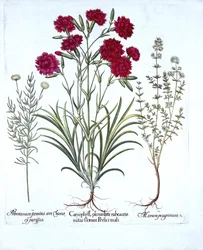 Szegfű, macskakakukkfű és közönséges levendula gyapot, a Hortus Eystettensistől, Basil Besler (1561-1629), pub. 1613 (kézzel színezett metszet)