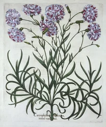 Szegfű, a Hortus Eystettensisből, Basil Besler (1561-1629), pub. 1613 (kézzel színezett metszet)