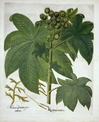 Ricinusolaj üzem, Hortus Eystettensis, Basil Besler (1561-1629) pub. 1613