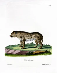 Gepárd (színes metszet)