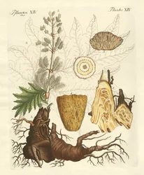 Kínai rebarbara