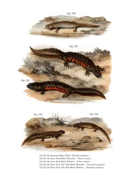 Felhős szalamandra (színes litó)