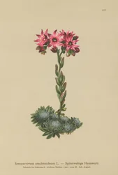 Pókhálós cseresznye (Sempervivum arachnoideum, Sedum arachnoideum, Sempervivum sanguineum)