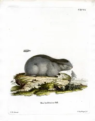 Galléros Lemming (színes gravírozás)