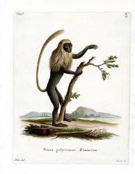 Colobus Monkey (színes metszet)