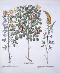 Colutea Tree és Cytisus fajták, a Hortus Eystettensisből, Basil Besler (1561-1629), pub. 1613 (kézzel színezett metszet)