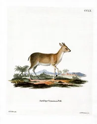 Common Duiker (színes metszet)