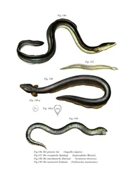 Közönséges angolna (színes litho)