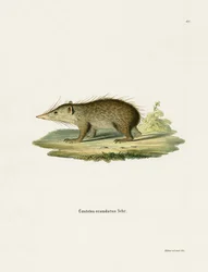 Common Tenrec (színes metszet)