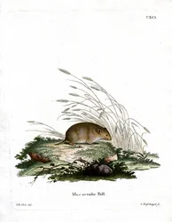 Közönséges pocok (színes metszet)
