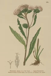 Közönséges fűrészfű (Saussurea alpina)