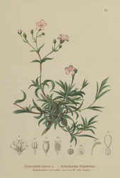 Kúszó baba lélegzet (Gypsophila repens)