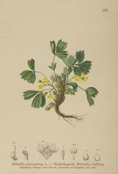 Kúszó Szibbaldia (Sibbaldia procumbens)