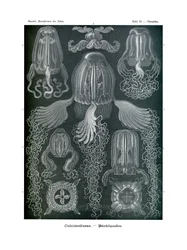 Cubomedusae, 1899-1904