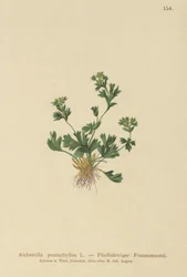 Vágott levelű hölgyköpeny (Alchemilla pentaphylla)