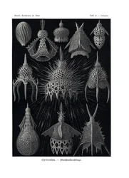 Cyrtoidea, 1899-1904