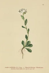 Daisyleaf sziklazsázsa (Arabis bellidifolia)