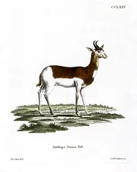 Dama Gazelle (színes metszet)