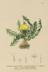 Gyermekláncfű (Taraxacum nigricans, Taraxacum officinale var. Alpinum)