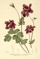 Dark Columbine (Aquilegia atrata)